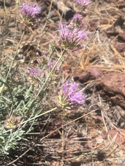 Monardella linoides sierrae