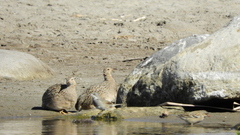 Nothoprocta perdicaria