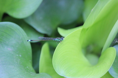 Ischnura senegalensis