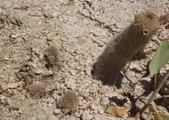 Mammillaria phitauiana