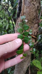 Metrosideros carminea