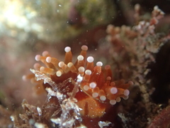 Corynactis australis