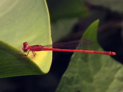 Agriocnemis pygmaea