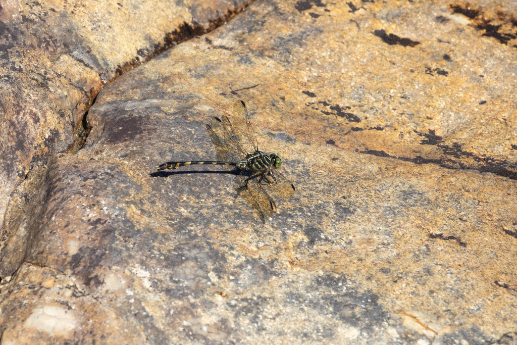 Gomphoides infumata