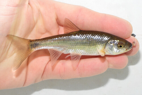 Common Shiner, photo 6 of 7