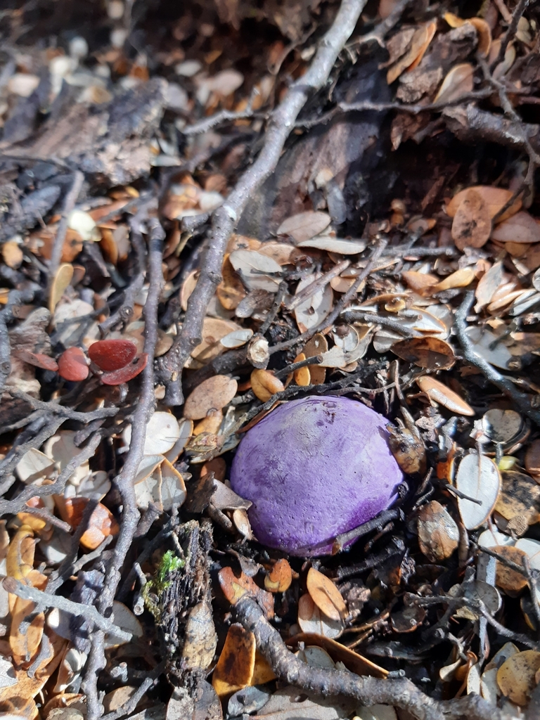 Gallacea scleroderma · March 2025 · photo: © georgecox (iNaturalist, cc0)