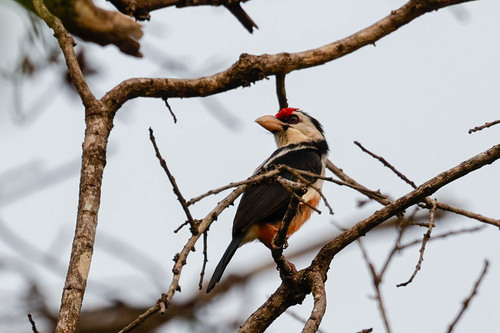 Black-backed Barbet (Pogonornis minor), photo 6