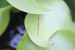 Agriocnemis femina