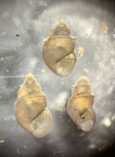 Serrate Crownsnail, Merritt Island, Merritt Island, FL, US, photo 4 of 10