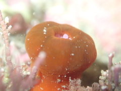 Corynactis australis