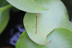 Agriocnemis femina