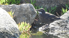 Cinclodes nigrofumosus