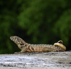 Leiocephalus carinatus