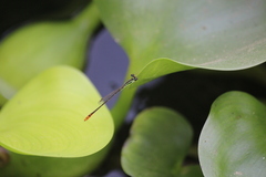 Agriocnemis femina