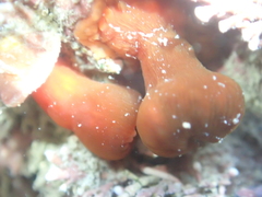 Corynactis australis