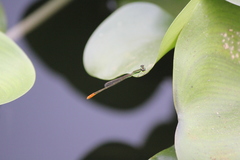Agriocnemis femina