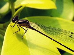Onychargia atrocyana