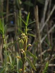 Maxillaria graminifolia