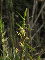 Maxillaria graminifolia