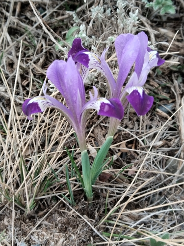 Image of Iris kolpakowskiana by (c) Maxim Shashkov, some rights reserved (CC BY)