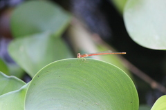 Agriocnemis femina