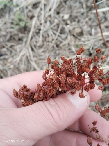 Image of Hypericum scabrum by (c) Maxim Shashkov, some rights reserved (CC BY)