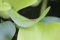 Agriocnemis femina
