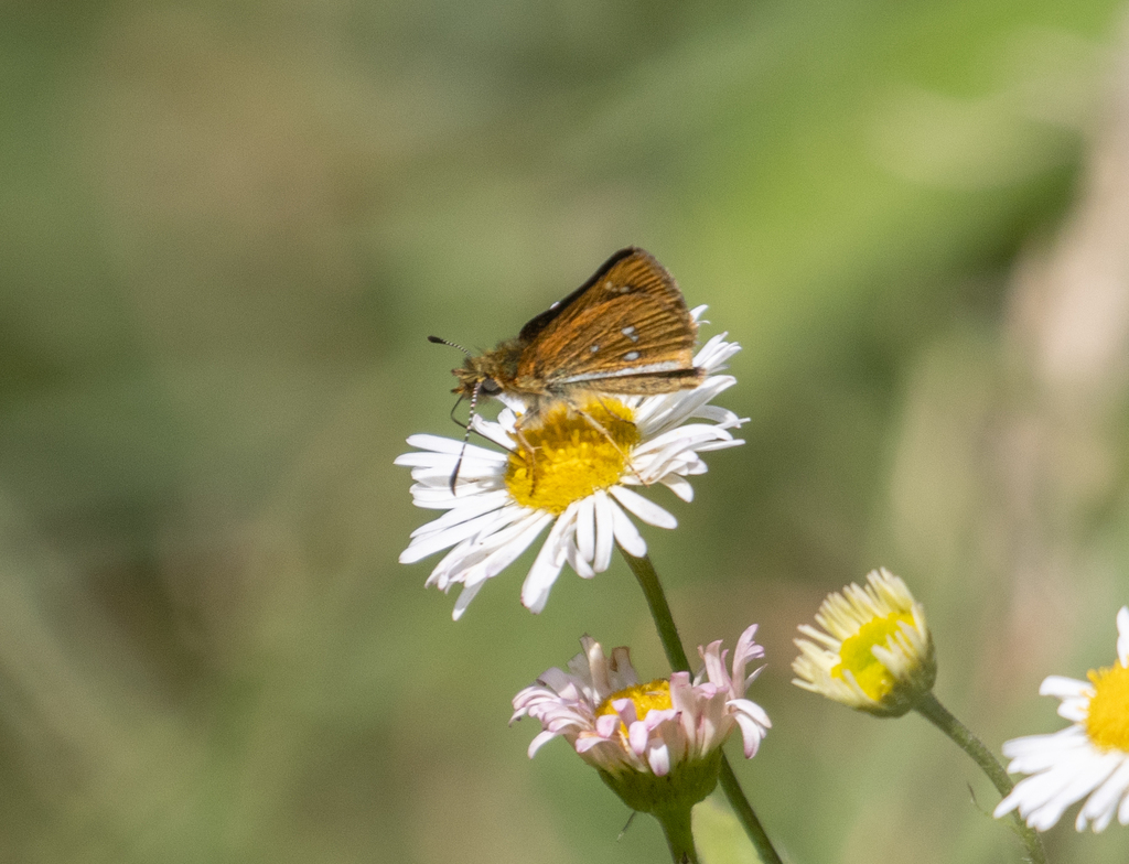 Piruna ceracates
