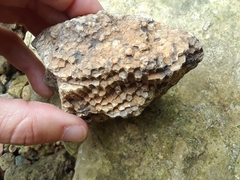 Favosites