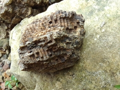 Favosites