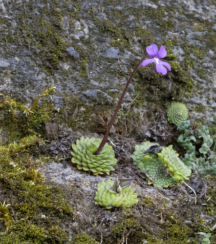 Pinguicula moranensis