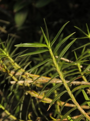 Maxillaria graminifolia