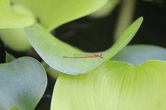 Agriocnemis femina