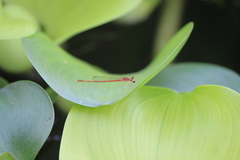 Agriocnemis femina