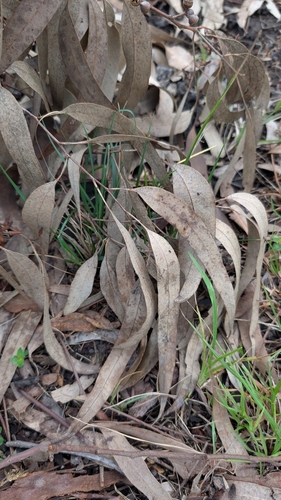 Image of Eucalyptus seeana by no rights reserved