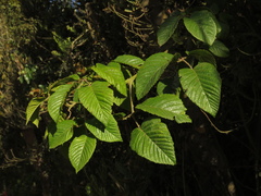 Rubus floribundus