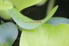 Agriocnemis femina