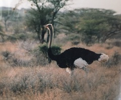 Struthio molybdophanes