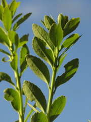 Ilex kunthiana