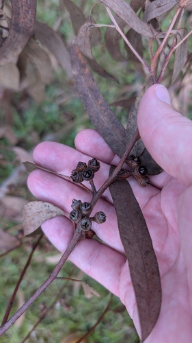 Image of Eucalyptus seeana by no rights reserved