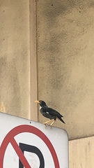 Acridotheres javanicus