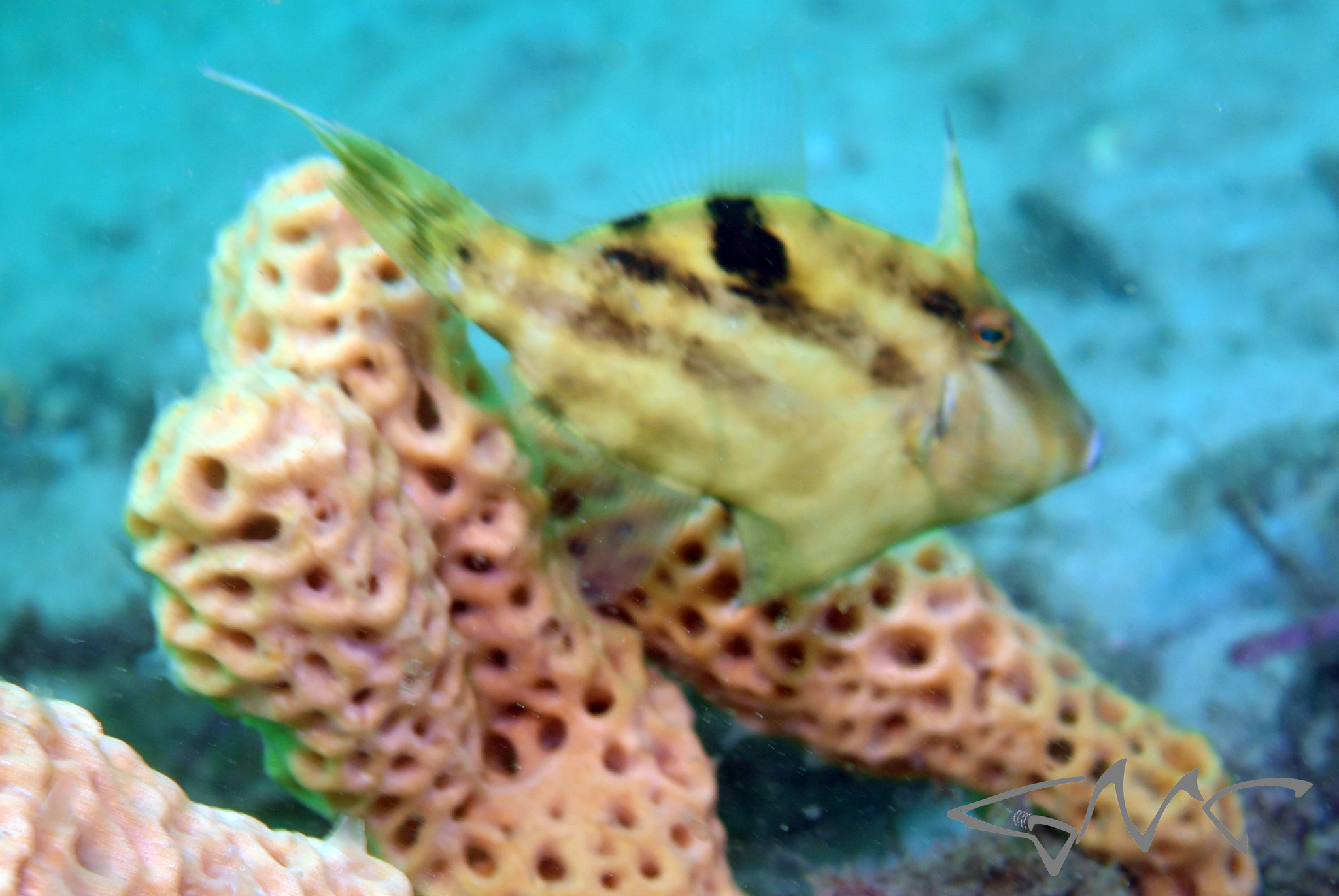 Dusky Leatherjacket photo 3