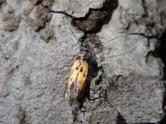 Chrysoclista linneella