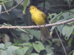Iole indica