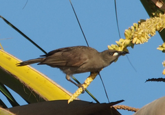 Stomiopera unicolor