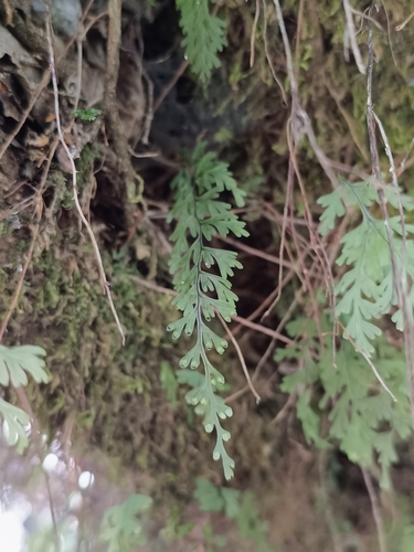 Hymenophyllum cuneatum observed 2025-03-23