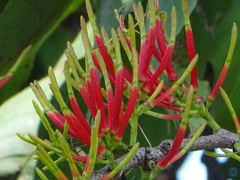 Dendrophthoe falcata