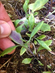 Senecio glaucophyllus