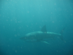 Carcharodon carcharias