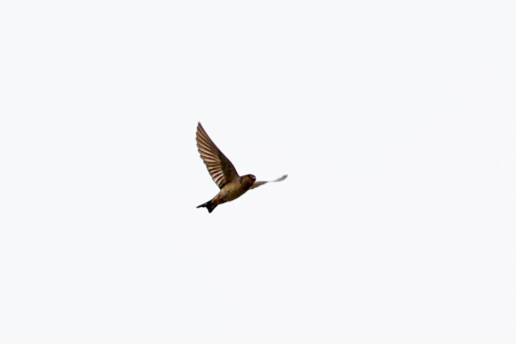 Red-throated Swallow illustration